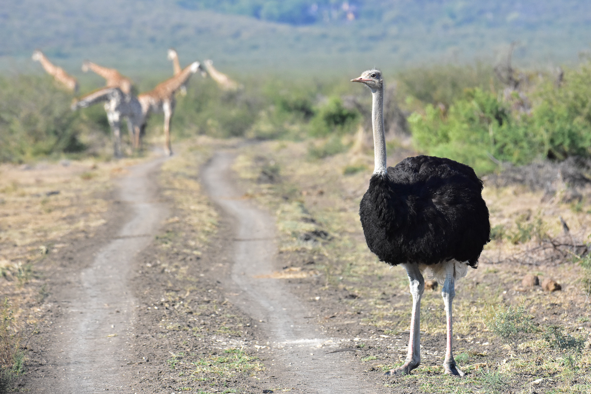 Ostrich on the Madikwe northern plains