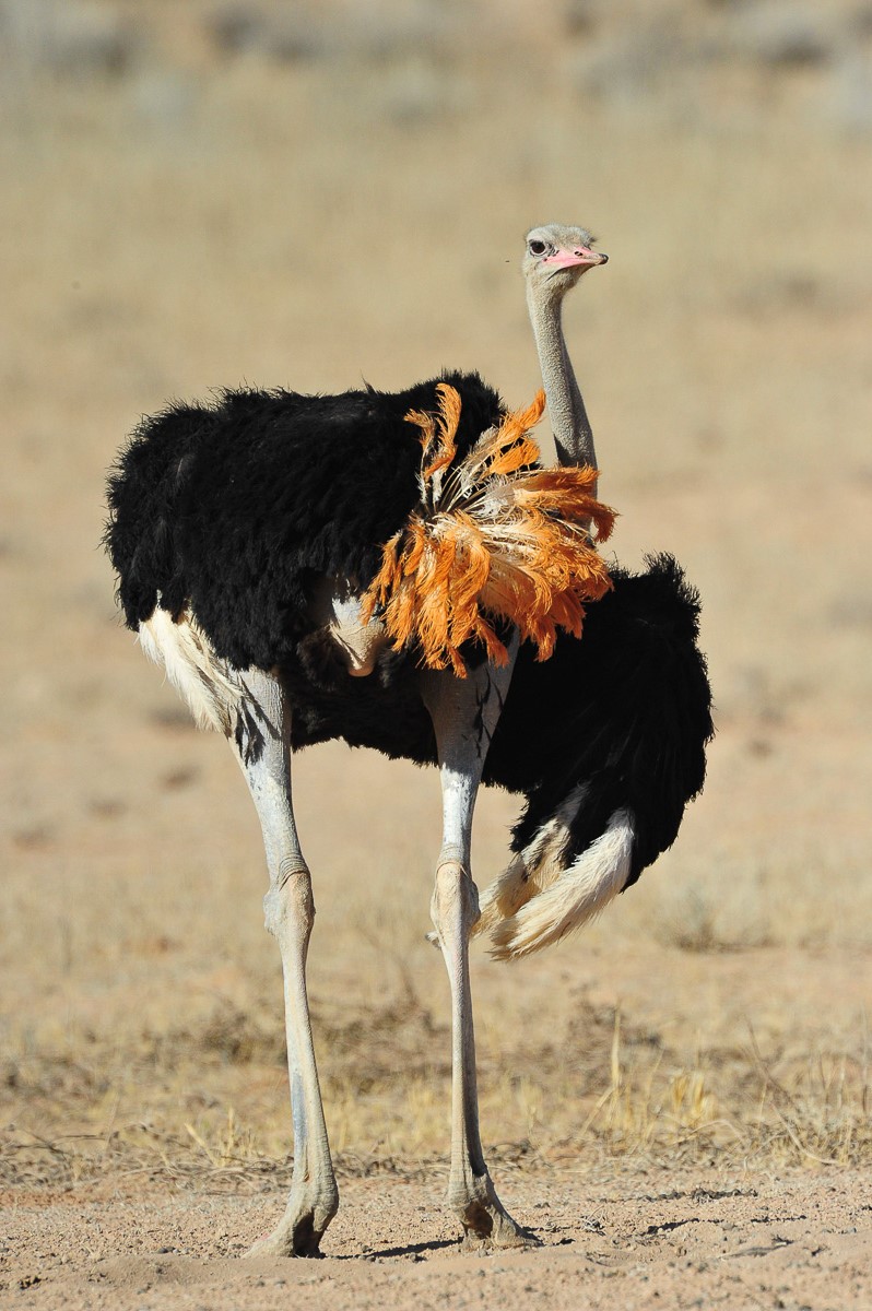 Ostrich near Mata Mata