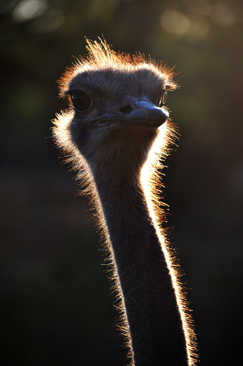Ostrich taken on a guided Safari at Pafuri Camp in the Kruger National Park