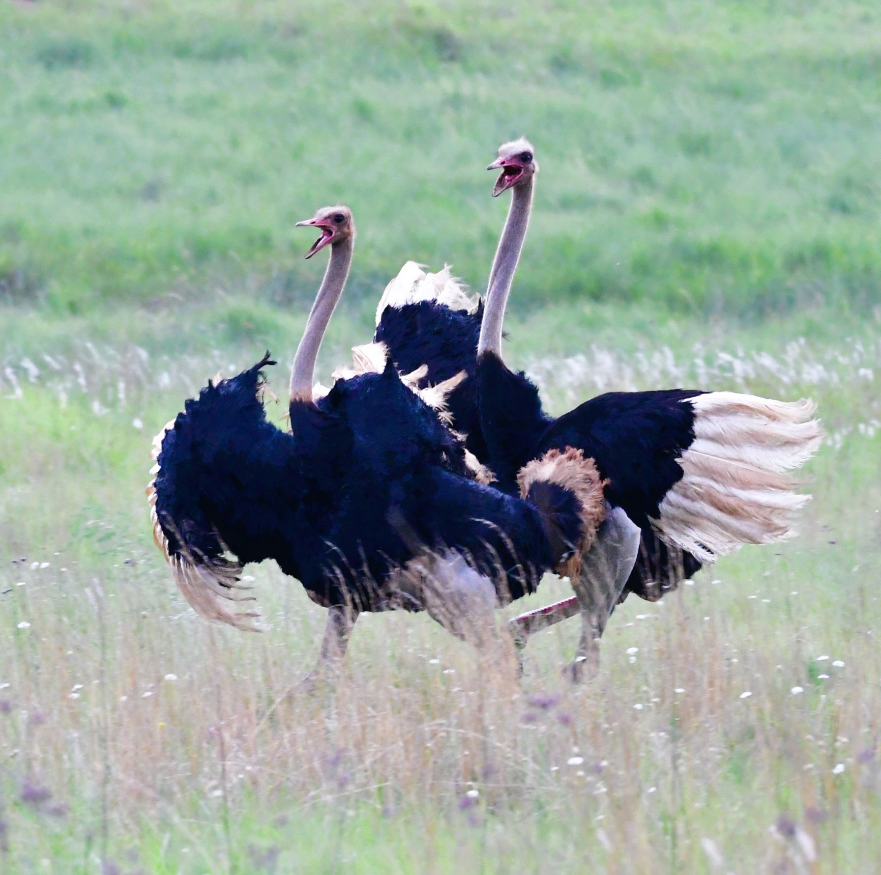 Male ostriches chasing each other  Male ostriches chasing each other