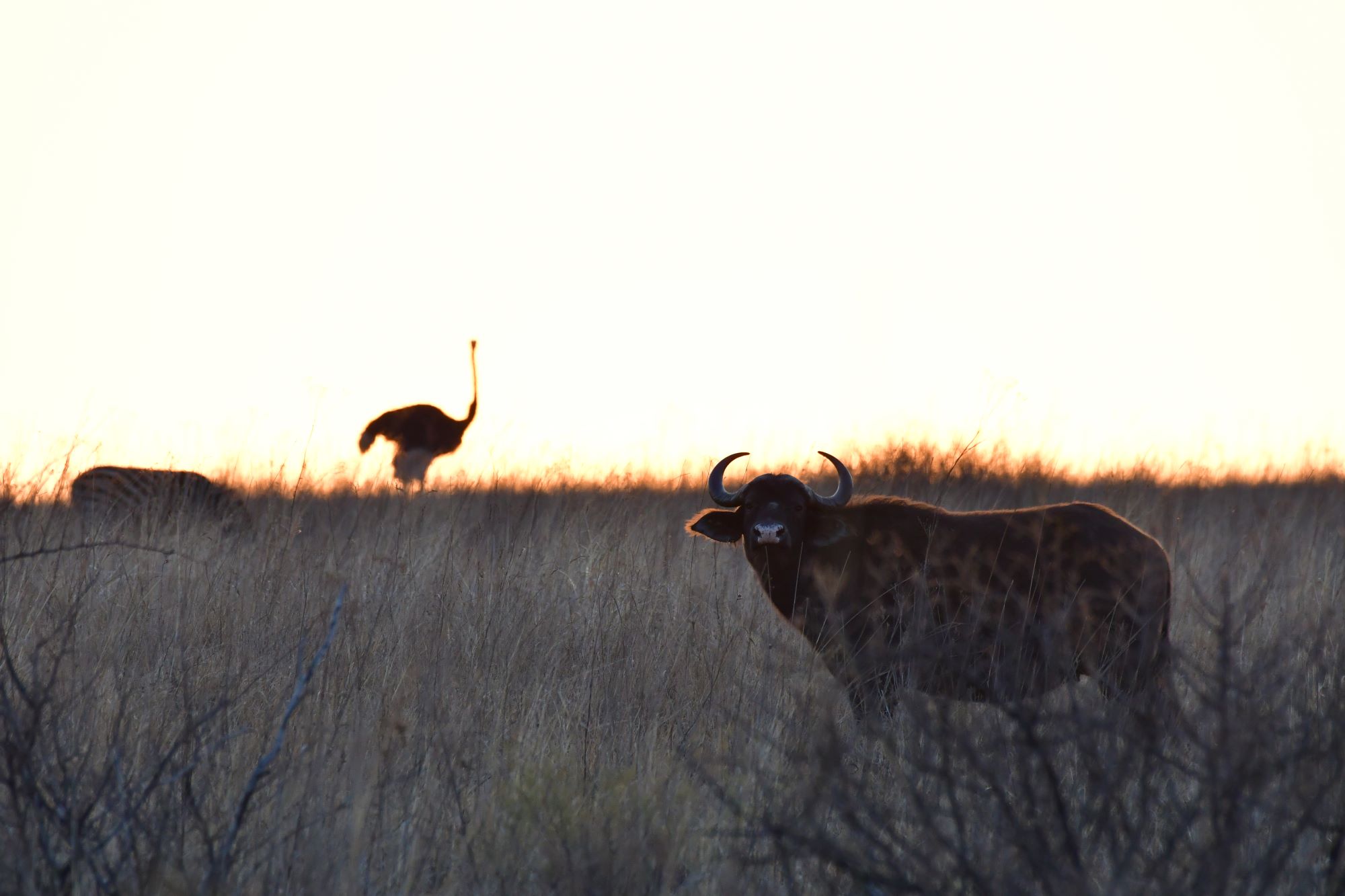 ostrich sunrise over-exposed ostrich sunrise over-exposed
