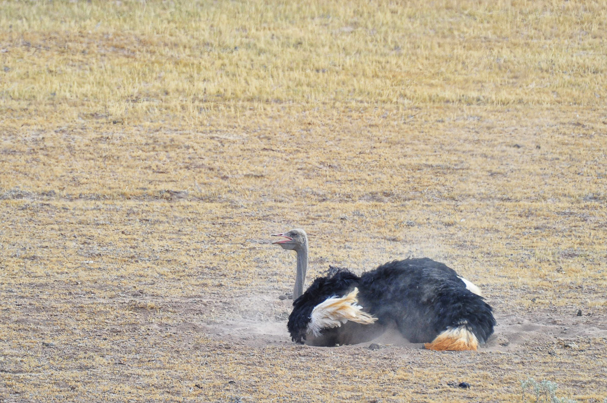 Ostrich having a sand bath at Kalahari Tented camps waterhole