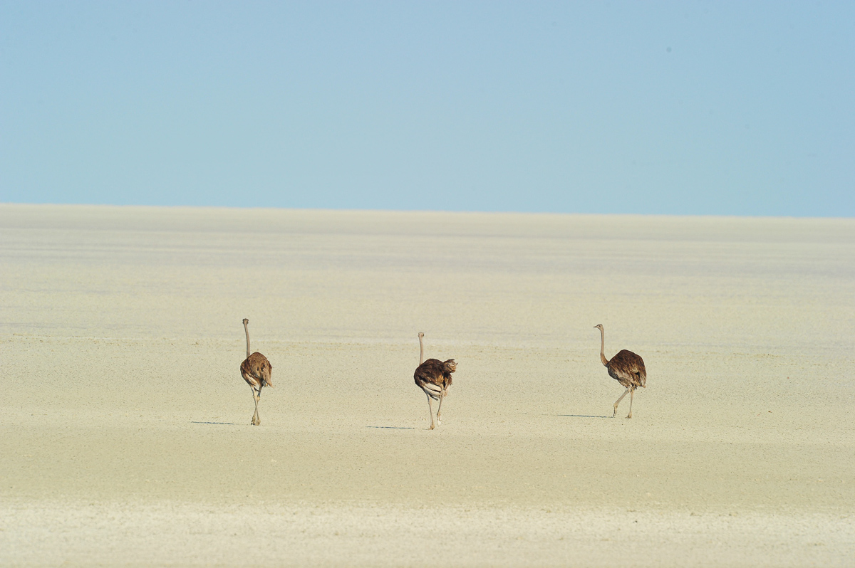 Three Ostriches walking on Etosha pan