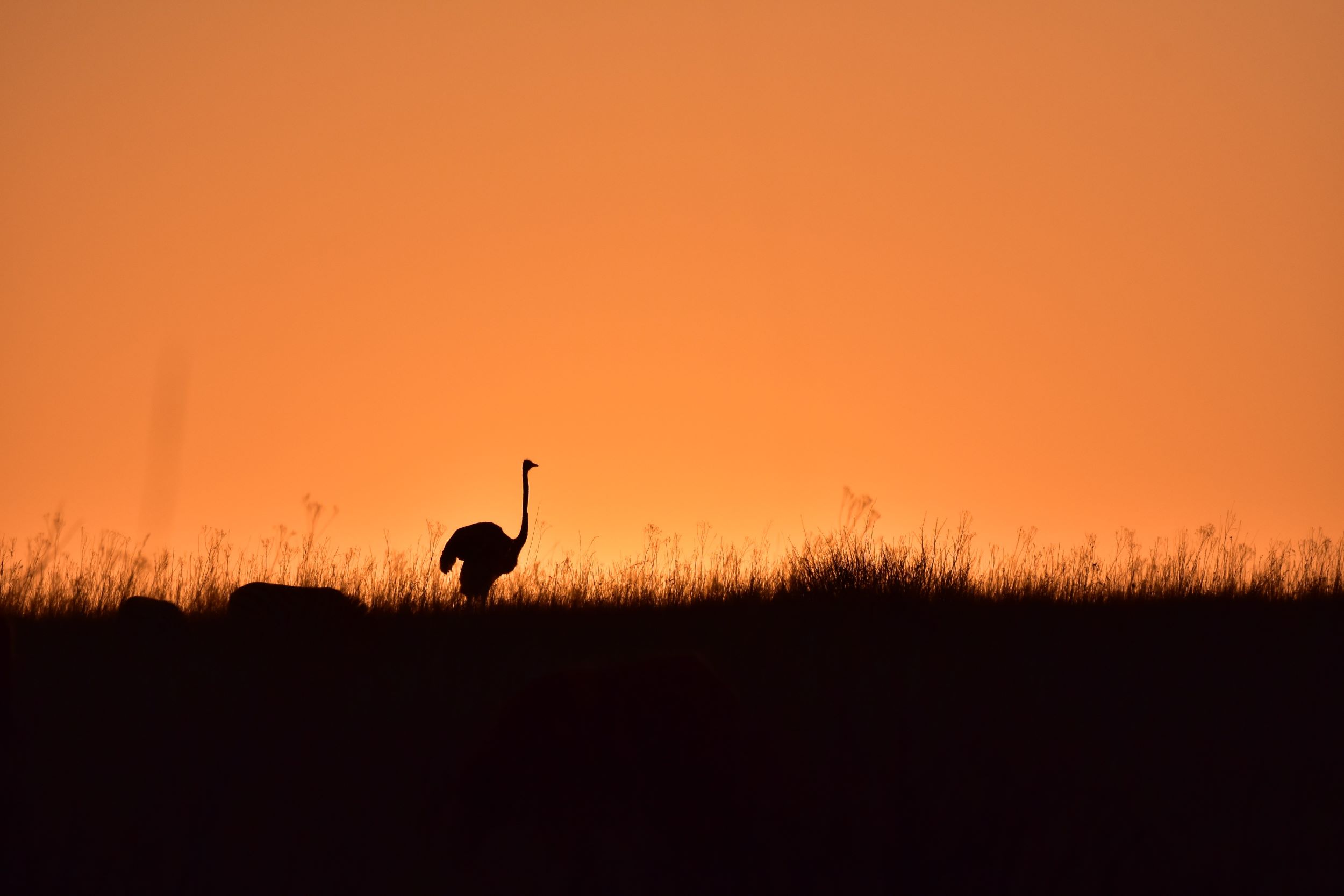 Ostrich silhouette Ostrich silhouette