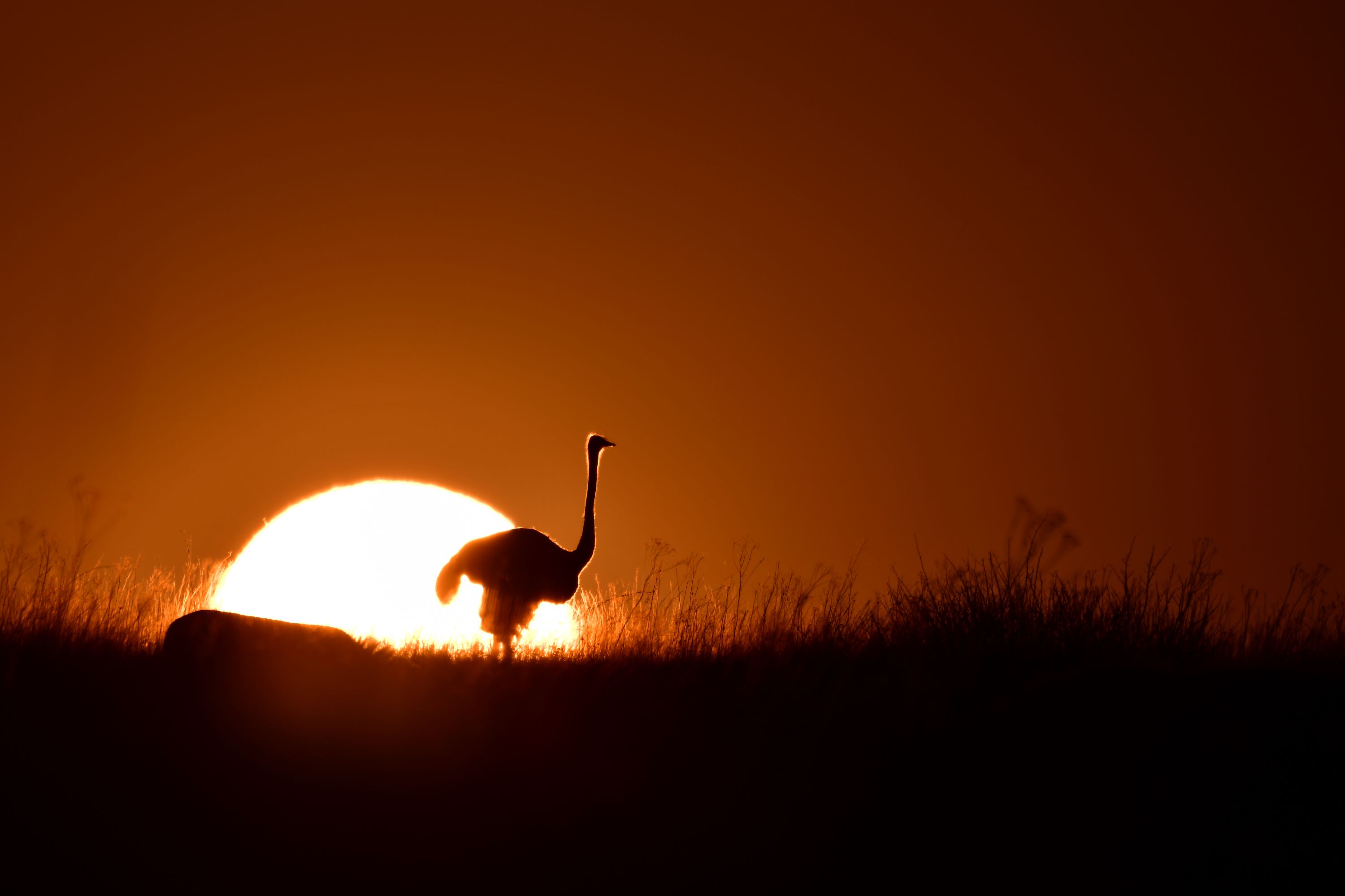ostrich at sunrise ostrich at sunrise