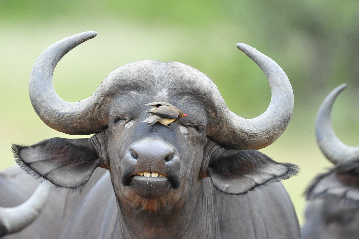 Croc Bridge Oxpecker grooming Buffalo