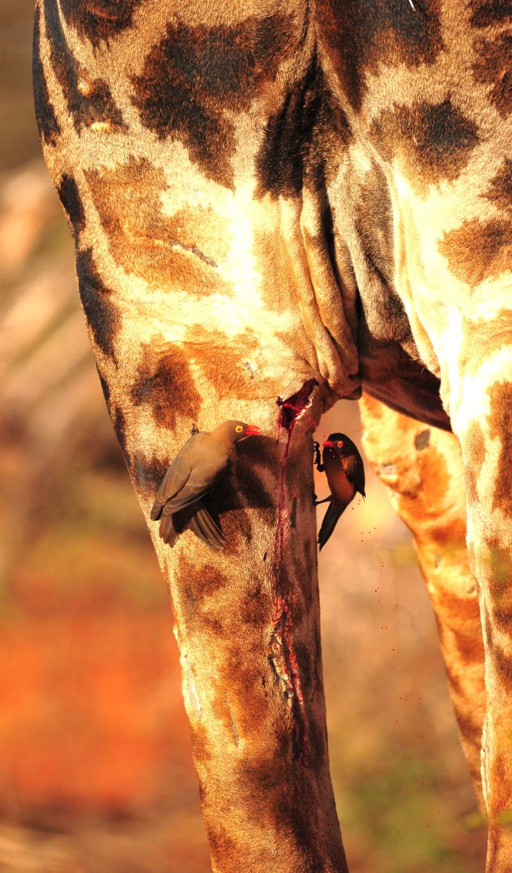 Oxpeckers on giraffe leg image taken while on game drive with Makyanyane