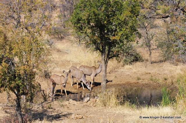 Kudu at the waterhole