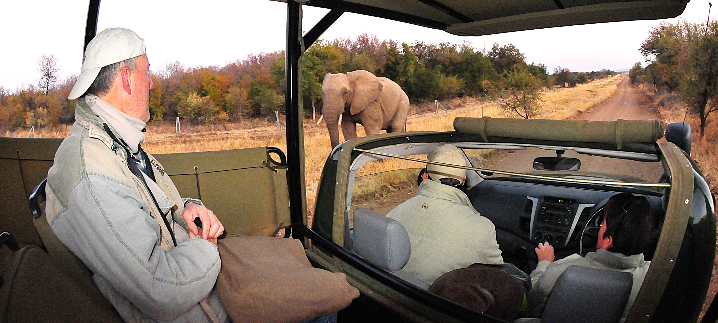 Mario watching an elephant while on our game drive with Pilanesberg Private Lodge in Black Rhino Reserve