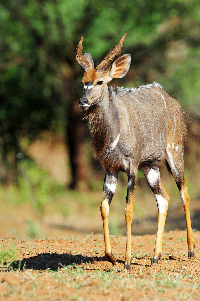 Nyala on the S64 Nyala drive