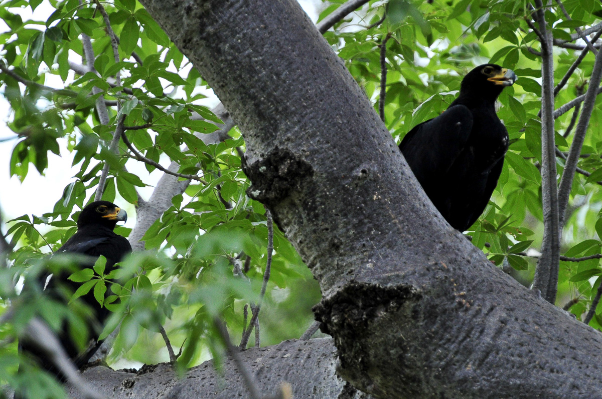 A pair of Black Eagles on the S64 in the Pafuri area