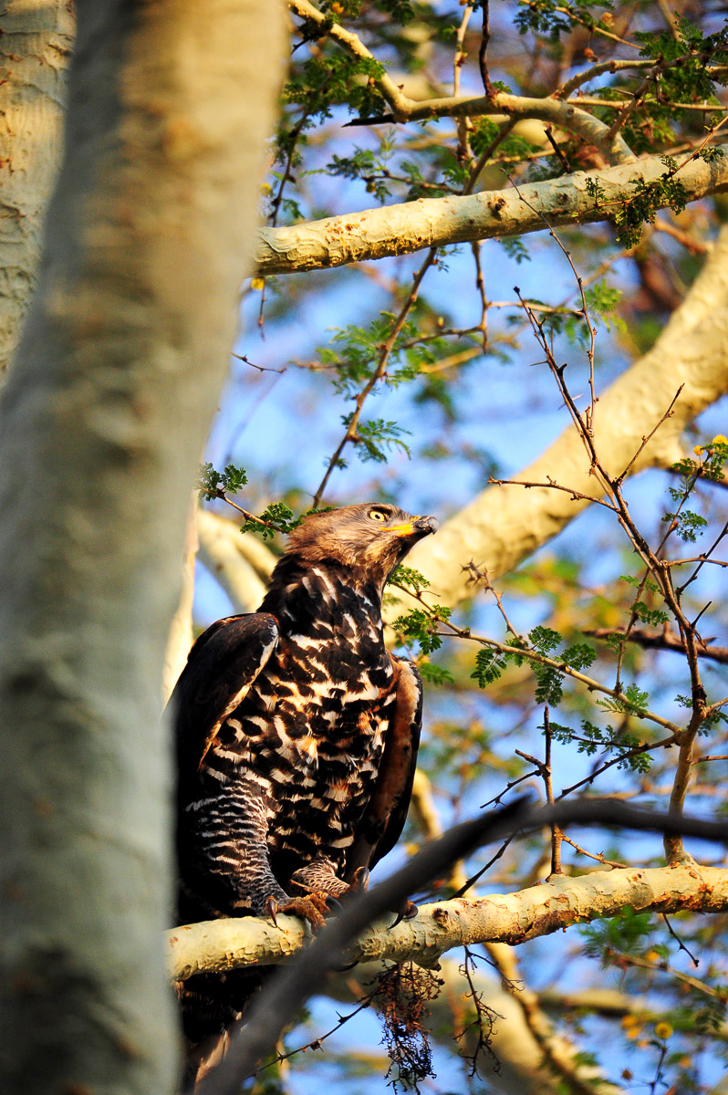 Crowned Eagle photographed near Crooks Corner in the Pafuri area