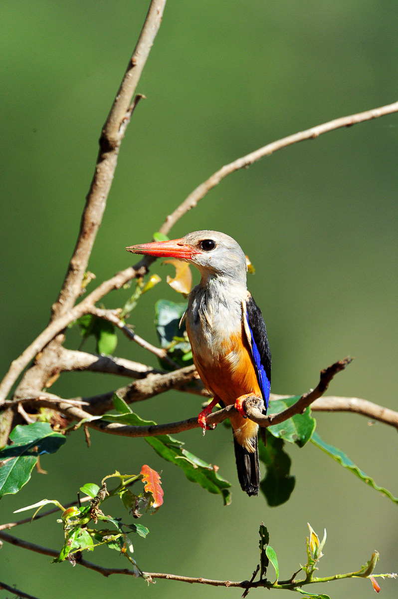 Greyhooded Kingfisher at Luvuvhu bridge in Pafuri