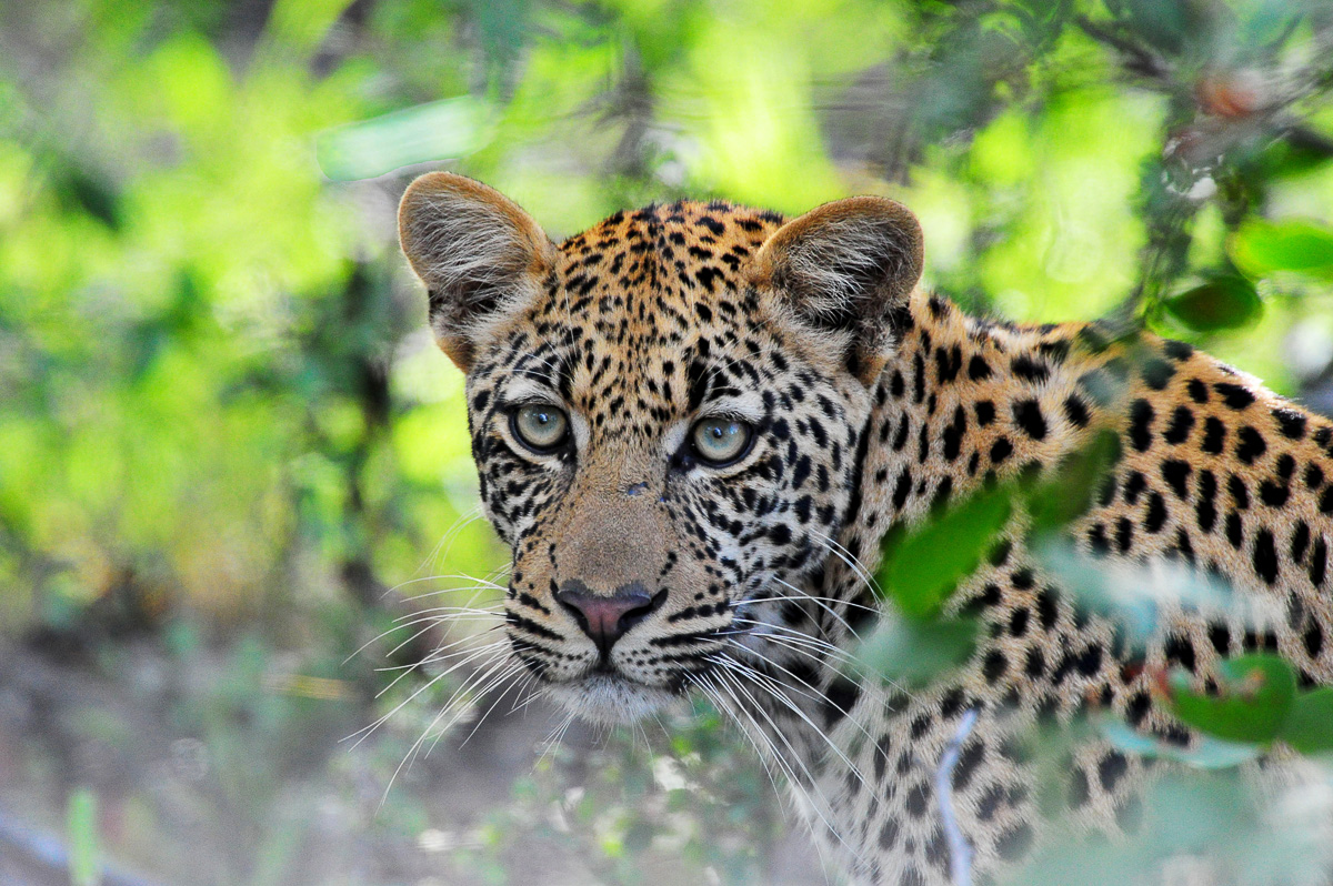 Our first Pafuri Leopard