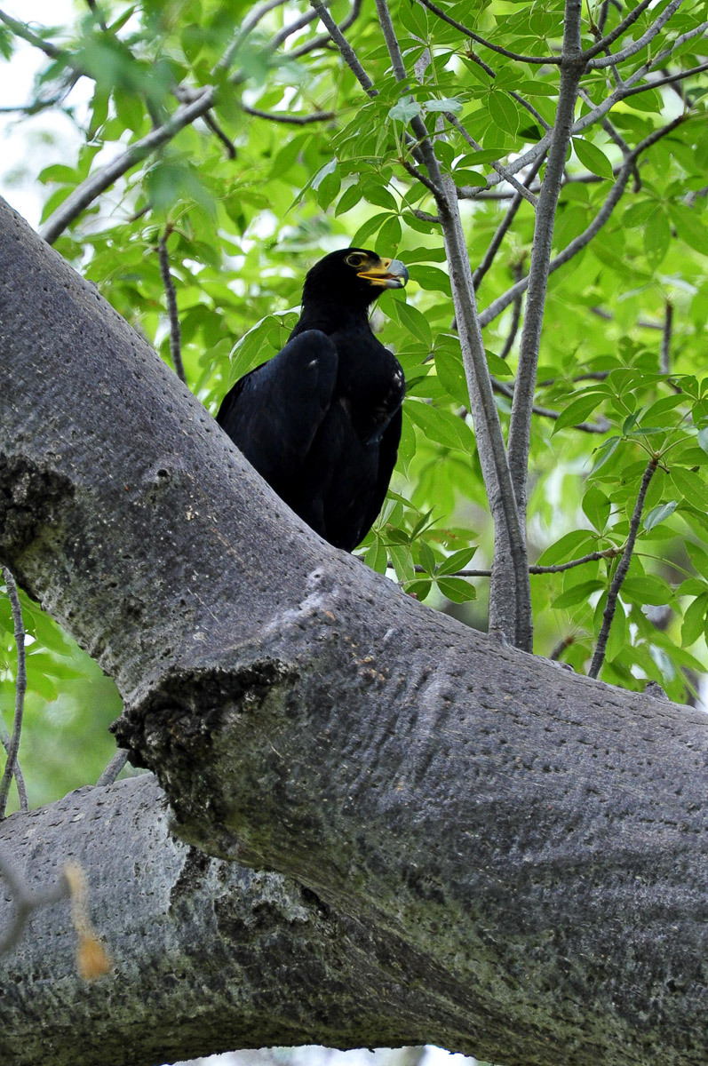A rare Pafuri sighting a Black Eagle