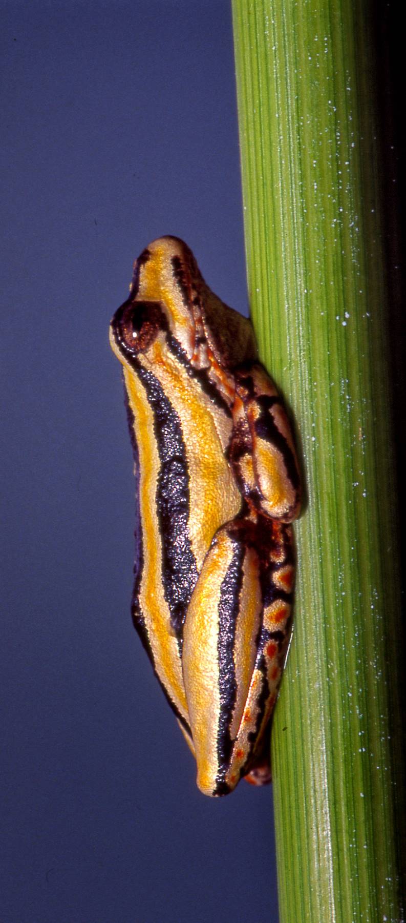 The painted reed frog image taken on our walk around Berg en Dal camp in the Kruger National Park