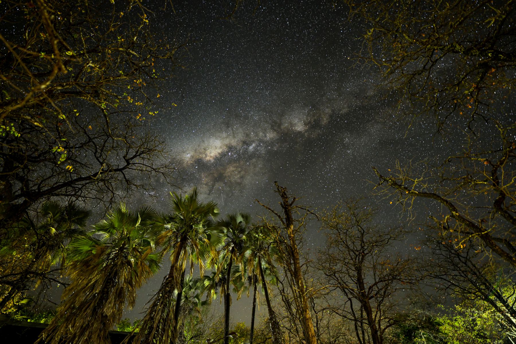 Palm tree and milky way at Shingwedzi camp in the Kruger Park