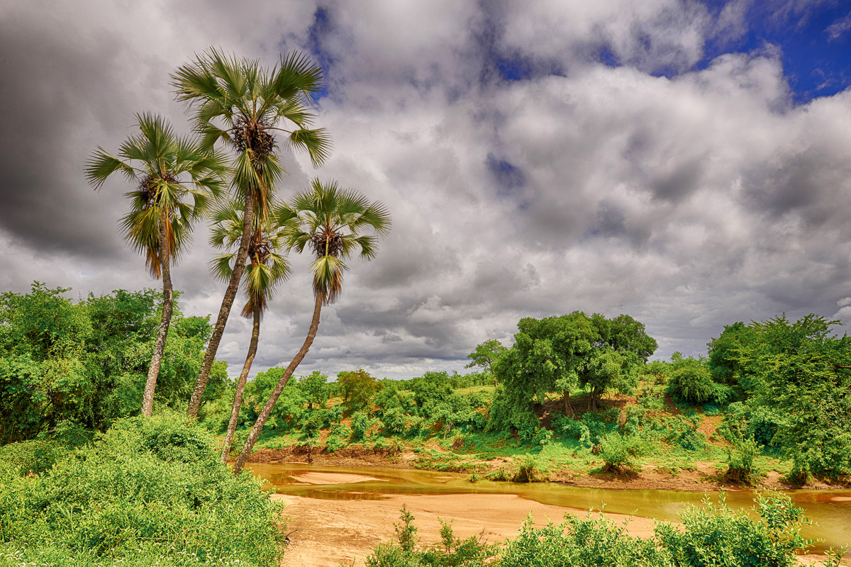 Palm trees near Shingwedzi