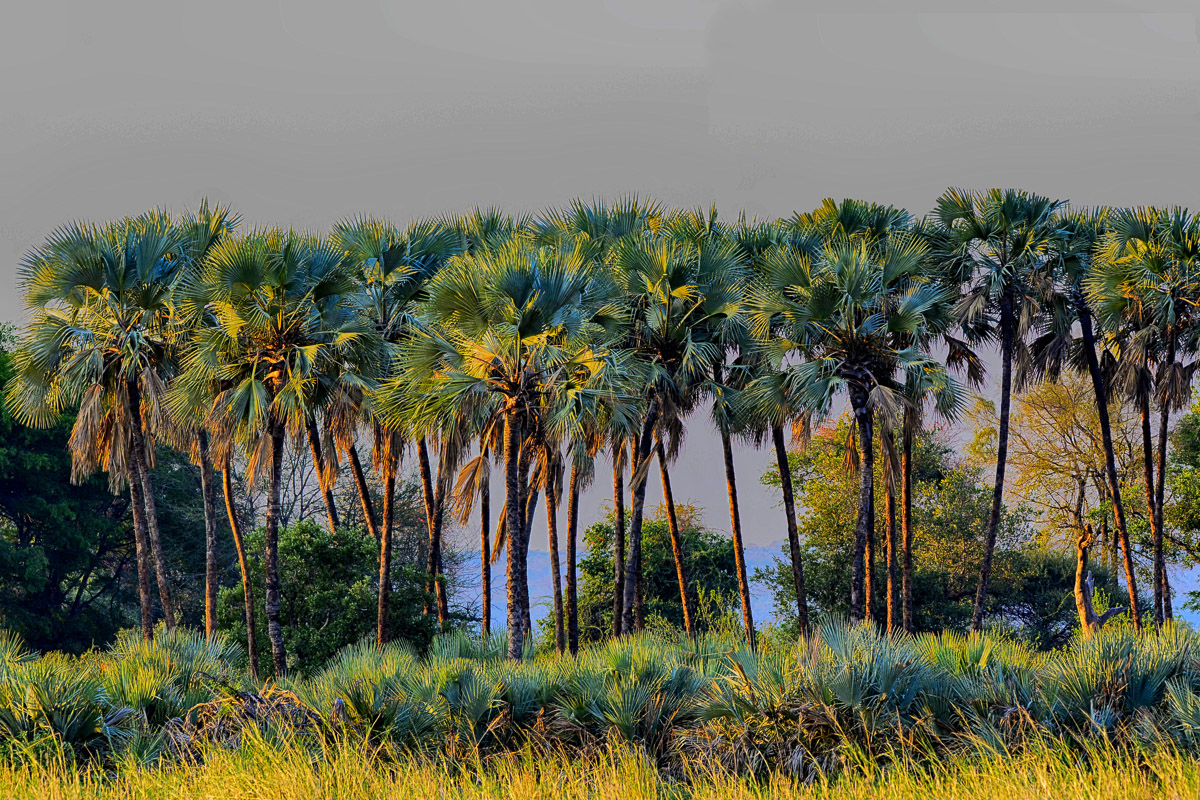 Palms taken on a guided safari around Pafuri in the Northern Kruger National Park