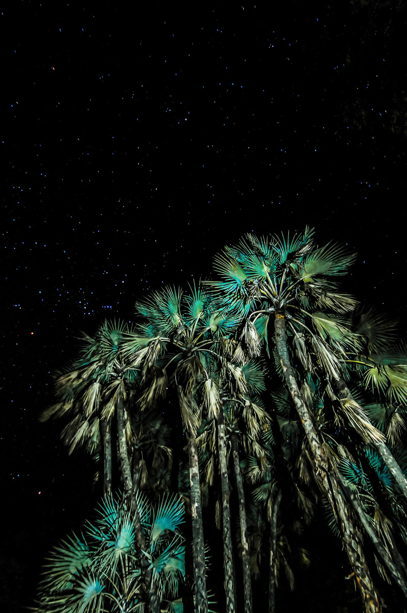 Palms and stars at Shingwedzi camp in the Kruger National Park