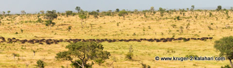 Buffalo herd panorama - Kruger Park