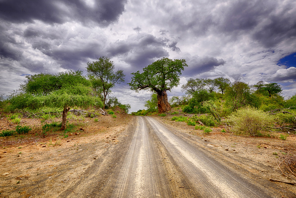 Baobab on the S63 River Road