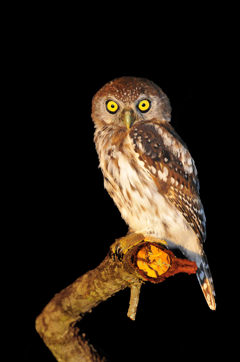 Pearl spotted owlet in Pretoriuskop camp in the Kruger National Park