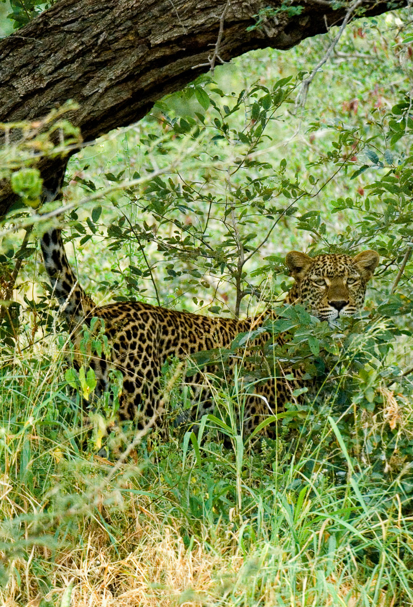 Peeping Leopard found in the Kruger National Park