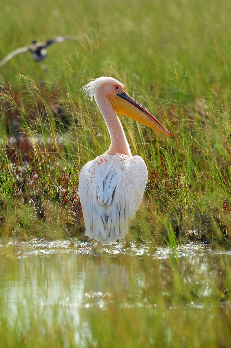 Pelican at Fishers Pan near Namutoni in Etosha