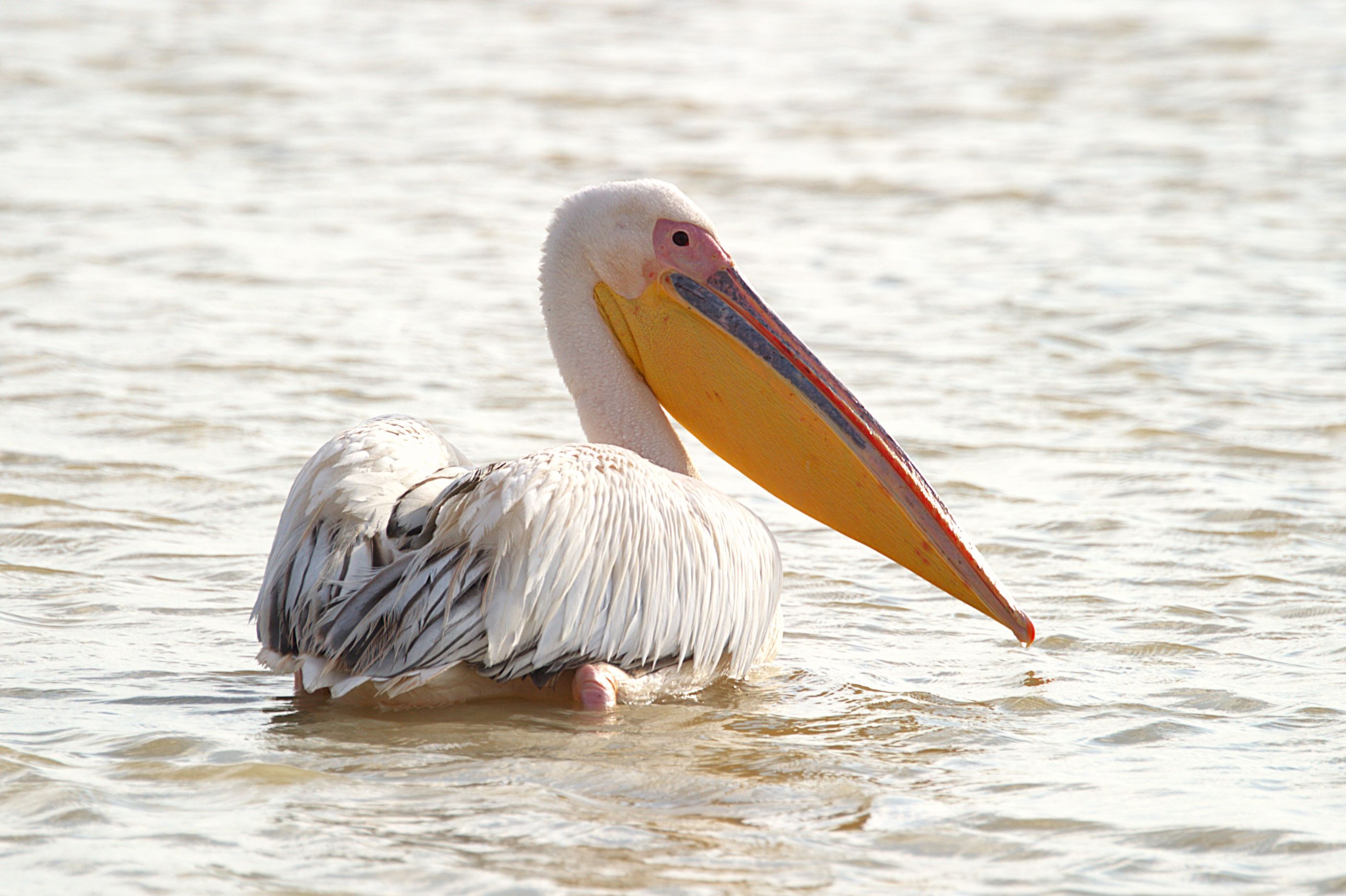 Pelican image taken on our self drive in Etosha National Park