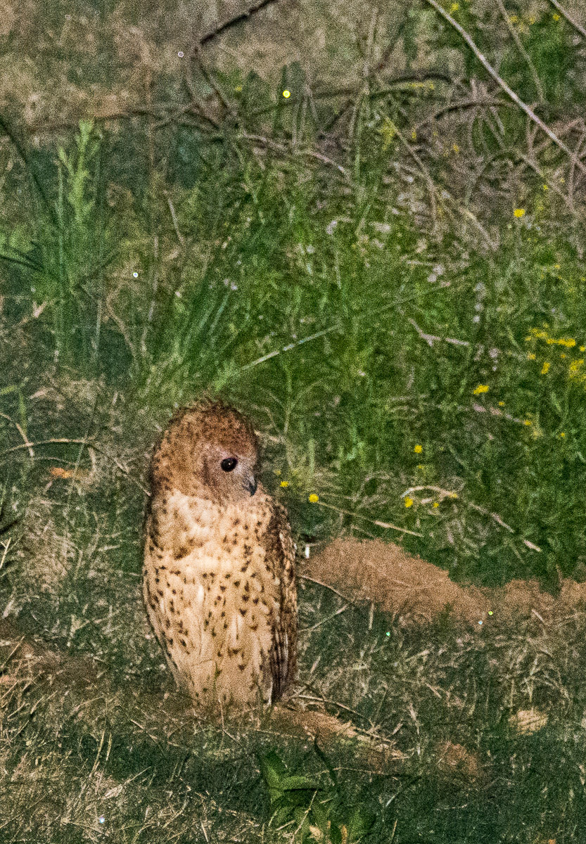 Pels Fishing Owl image taken on a night drive in the Pafuri area in the Kruger National Park
