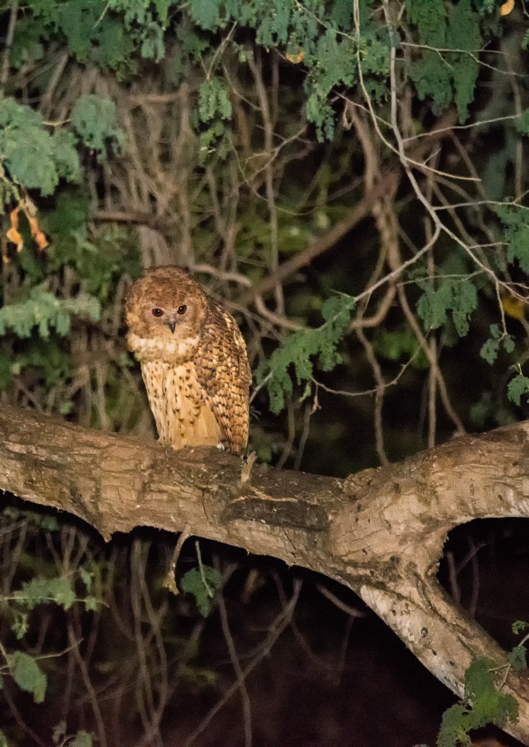Pel's Fishing Owl taken on Luvuvhu Bridge while staying at Pafuri camp in the Kruger National Park