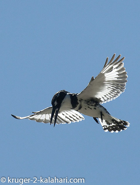 pied kingfisher pied kingfisher