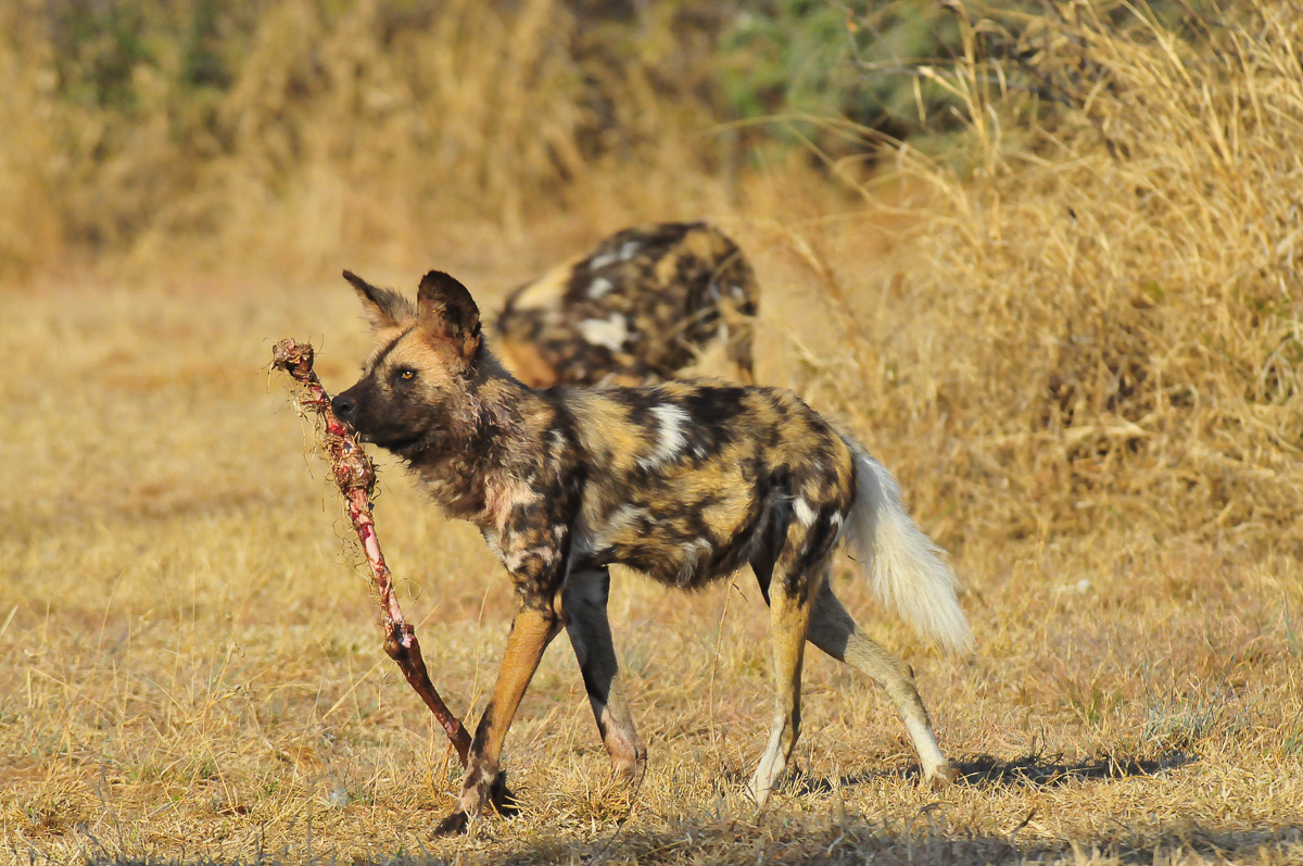 wild dog with impala leg image taken in the Pilanesberg