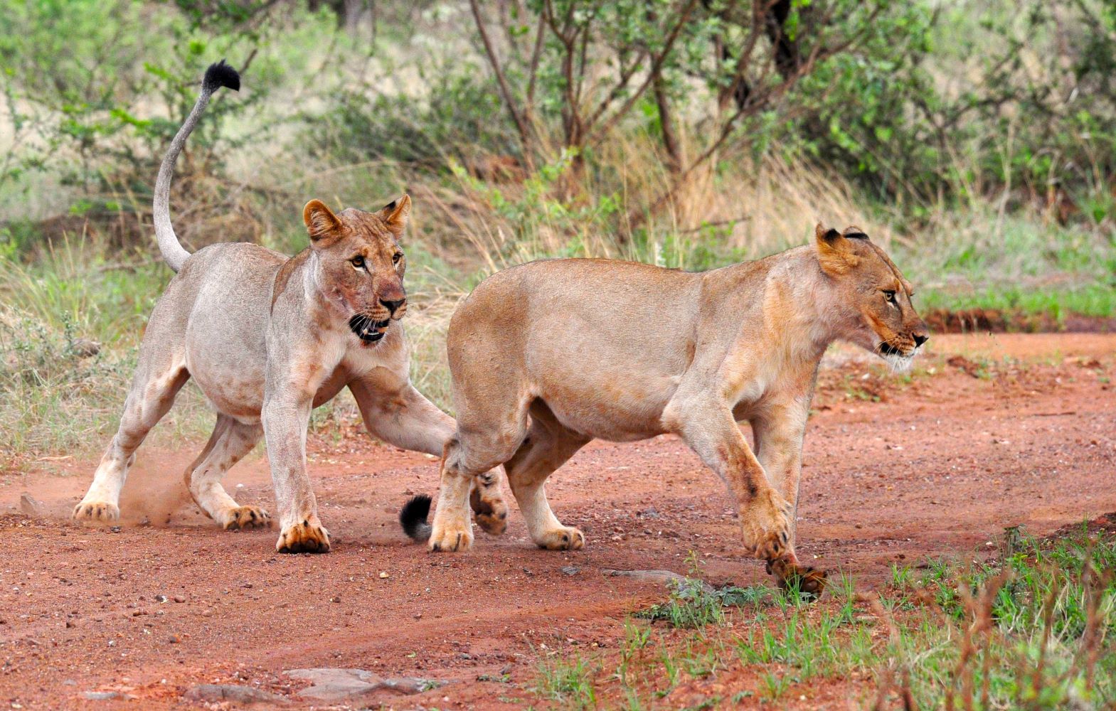 Lion cubs playing image taken on game drive at Buffalo Ridge Lodge