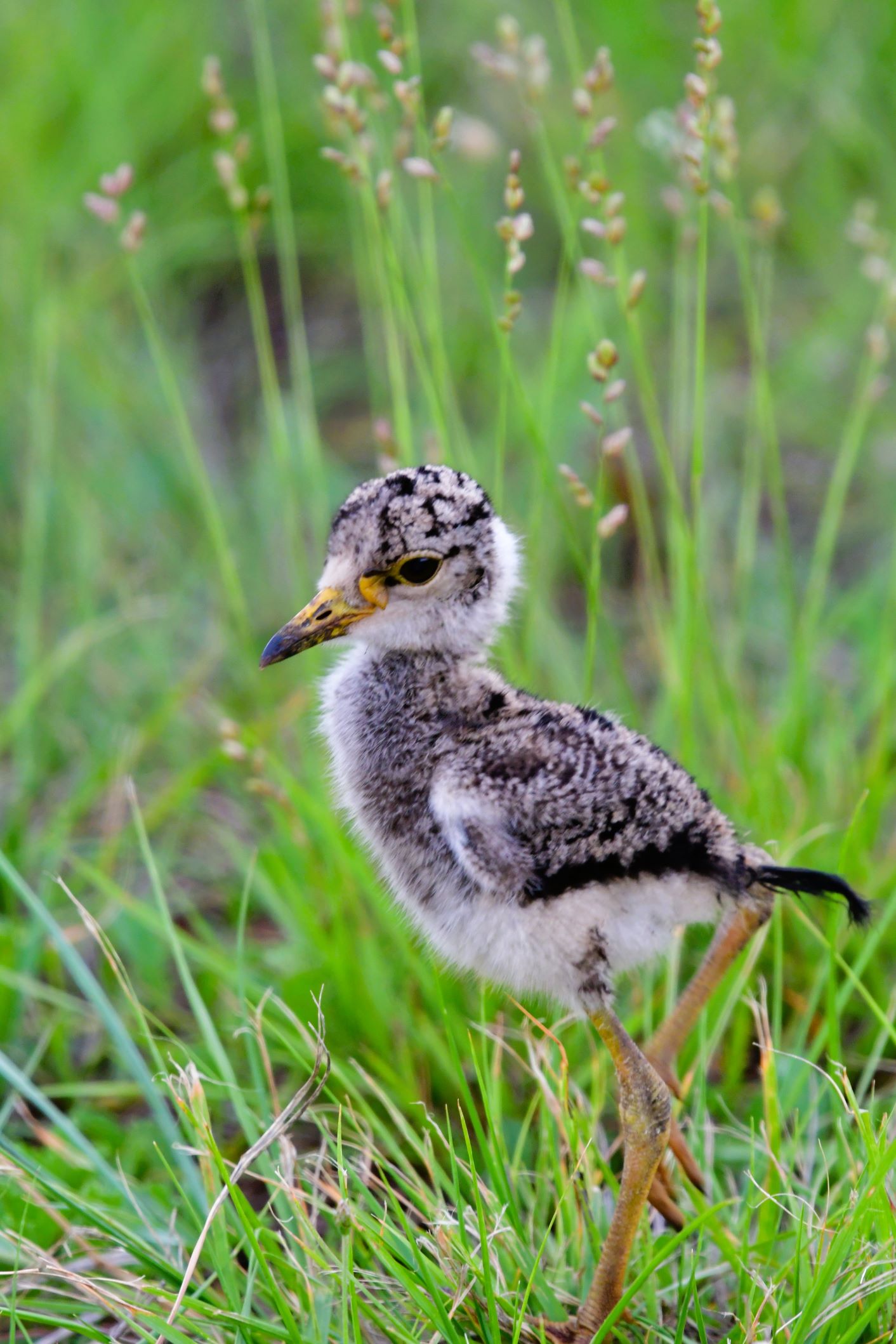 wattled plover chick wattled plover chick