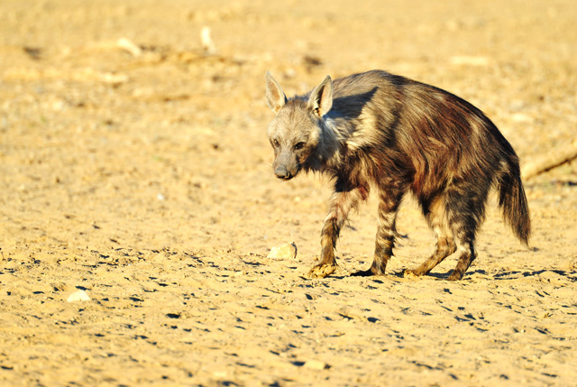 Sick Brown Hyena at waterhole Sick Brown Hyena at waterhole