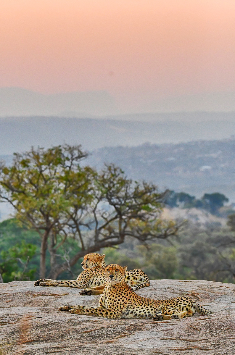 Pretoriuskop cheetahs on Flat rock at sunset