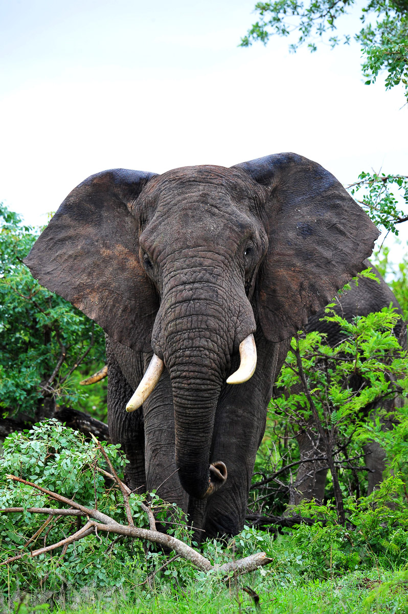 Pretoriuskop elephant