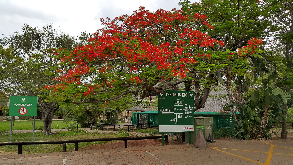 Pretoriuskop camps info board and shop in the background