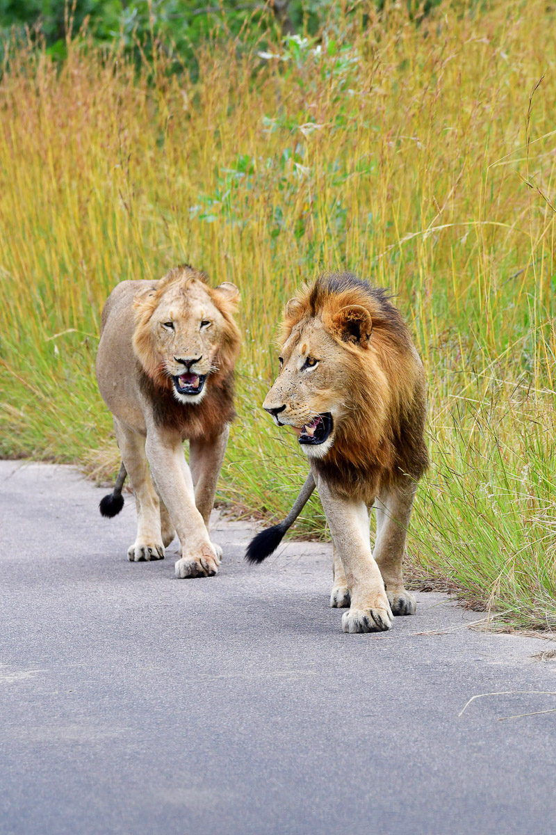Two Pretoriuskop Male lions walking in the road image taken on a self drive