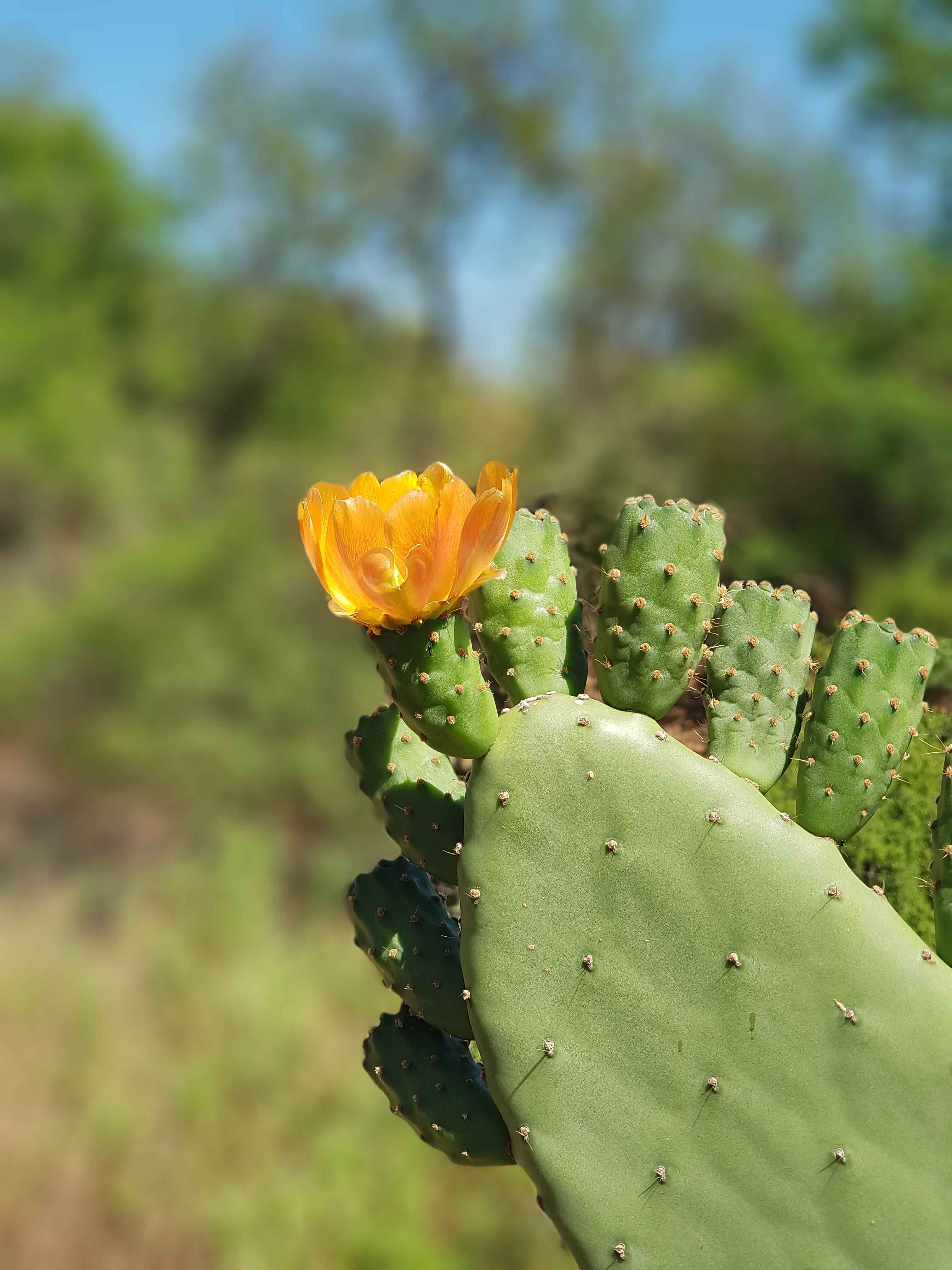 Prickly pears in full bloom