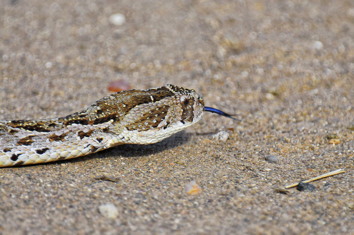 Puff Adder in the road in the Kruger