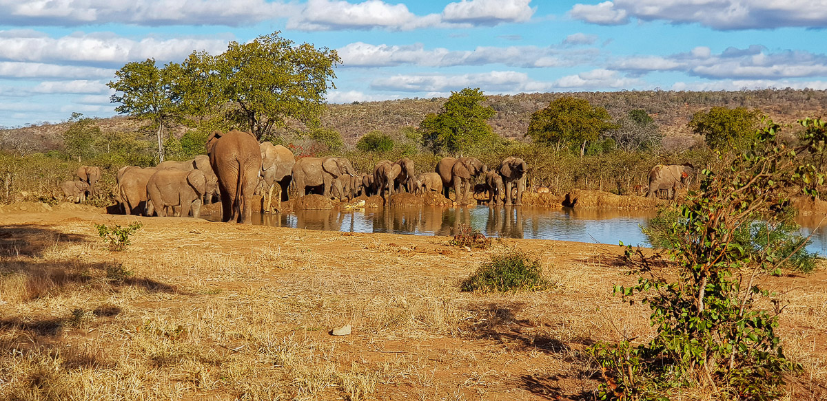 Elephants at Punda Hide