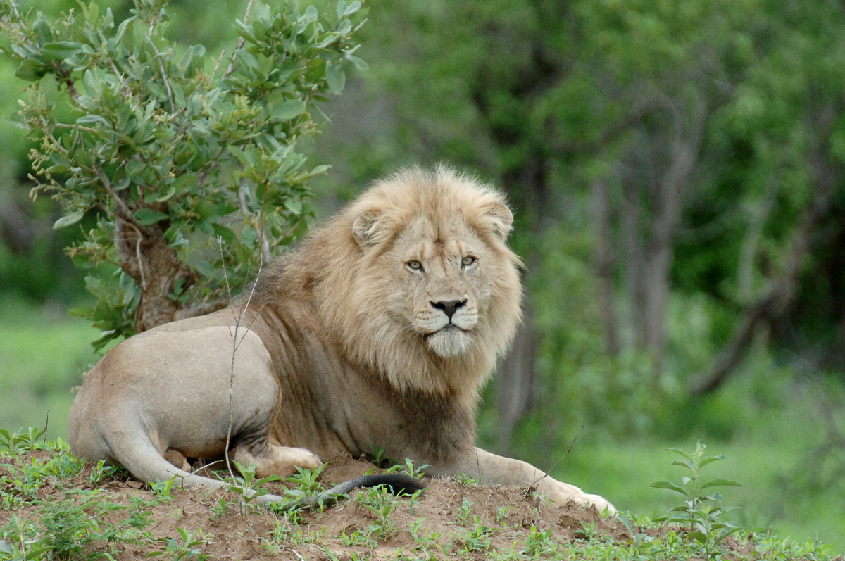 Punda Lion lying on ant hill