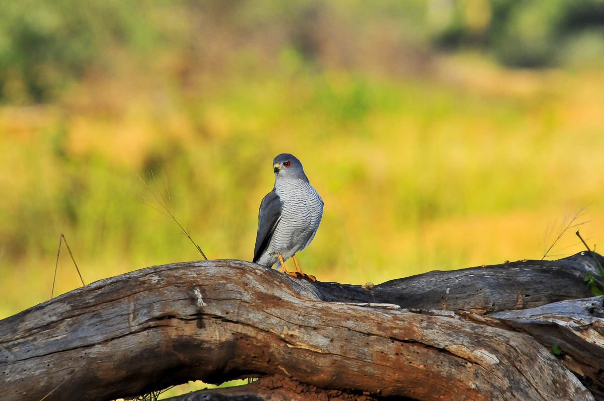 Punda Little Banded Goshawk