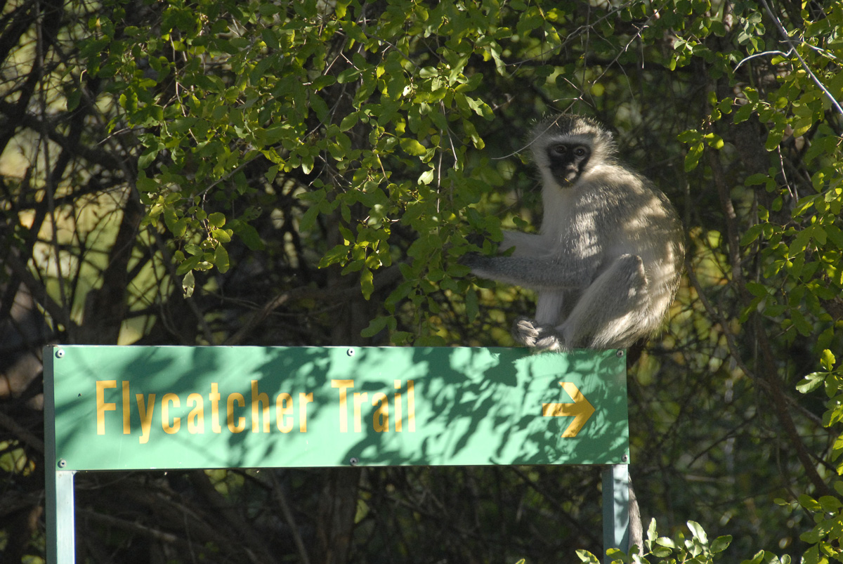 Punda Maria walking trail