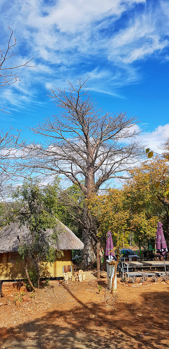 The baobab by Punda reception area