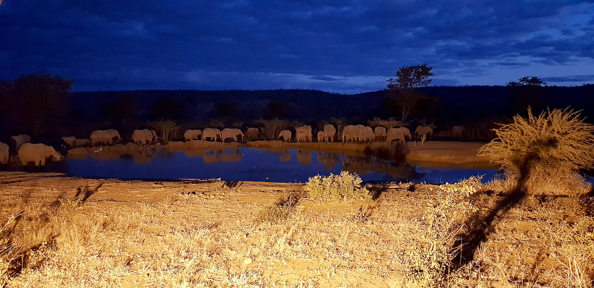 Elephant at Punda waterhole with at blue hour