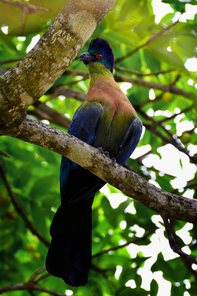 Purplecrested Lourie in Pretoriuskop camp in the Kruger National Park